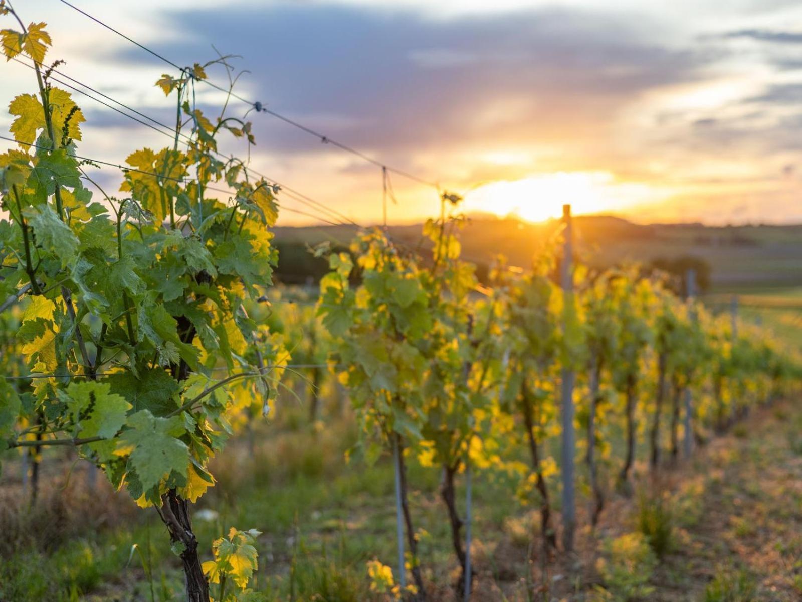 Paradis Des Vignes Birac  Номер фото
